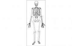 İnsan İskeleti dxf Dosyası