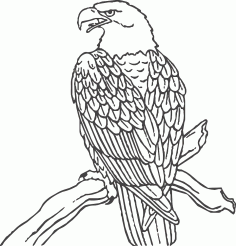 Aquila DXF Dosyası