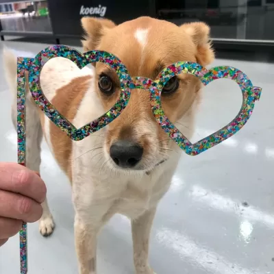 Lazer Kesim Köpek Gözlükleri CDR çizimi