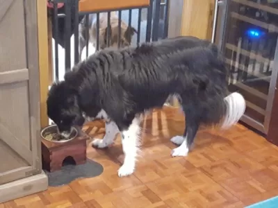 Lazer Kesim Köpek Mama Kabı Standı SVG çizimi